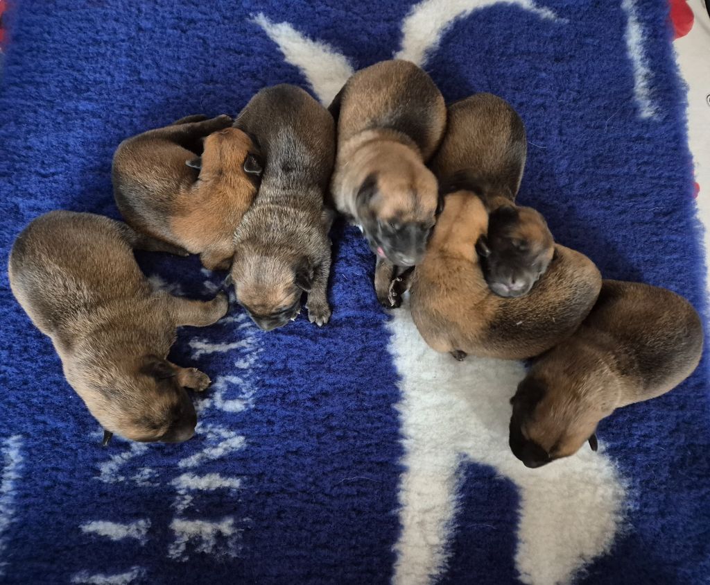 chiot Berger Belge du domaine du Caméléon