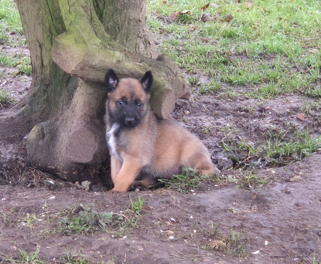 du domaine du Caméléon - Chiot disponible  - Berger Belge