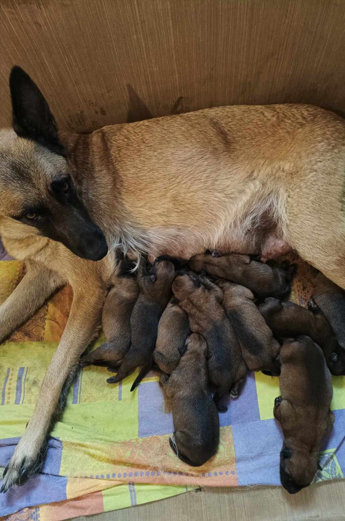 chiot Berger Belge du domaine du Caméléon