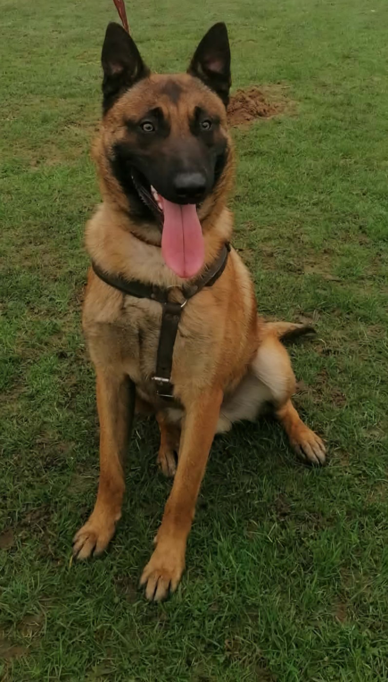 VMAX du domaine du Caméléon