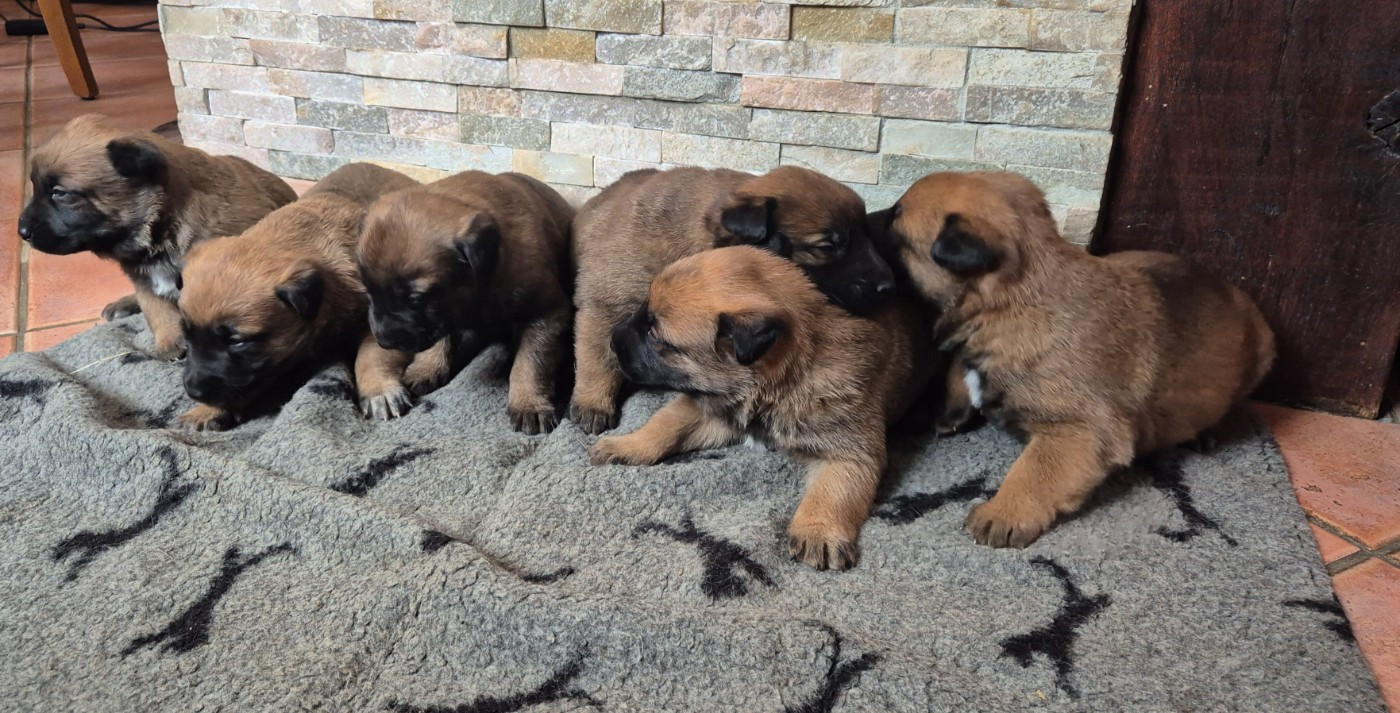 Magnifiques chiots Berger Belge malinois