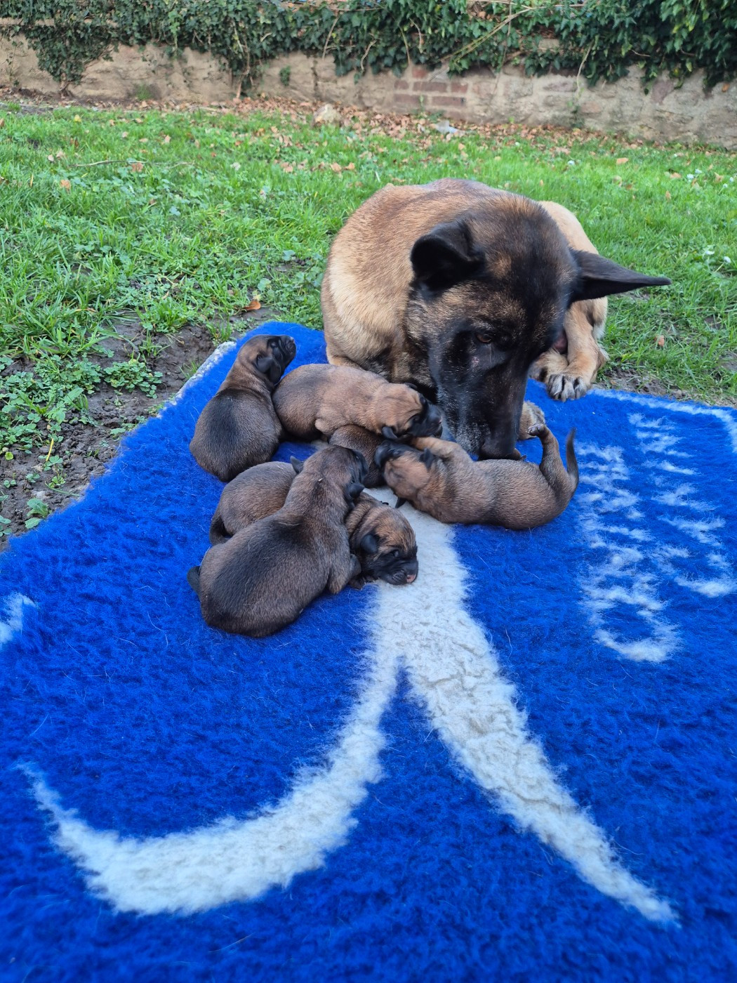 Chiot Berger Belge du domaine du Caméléon
