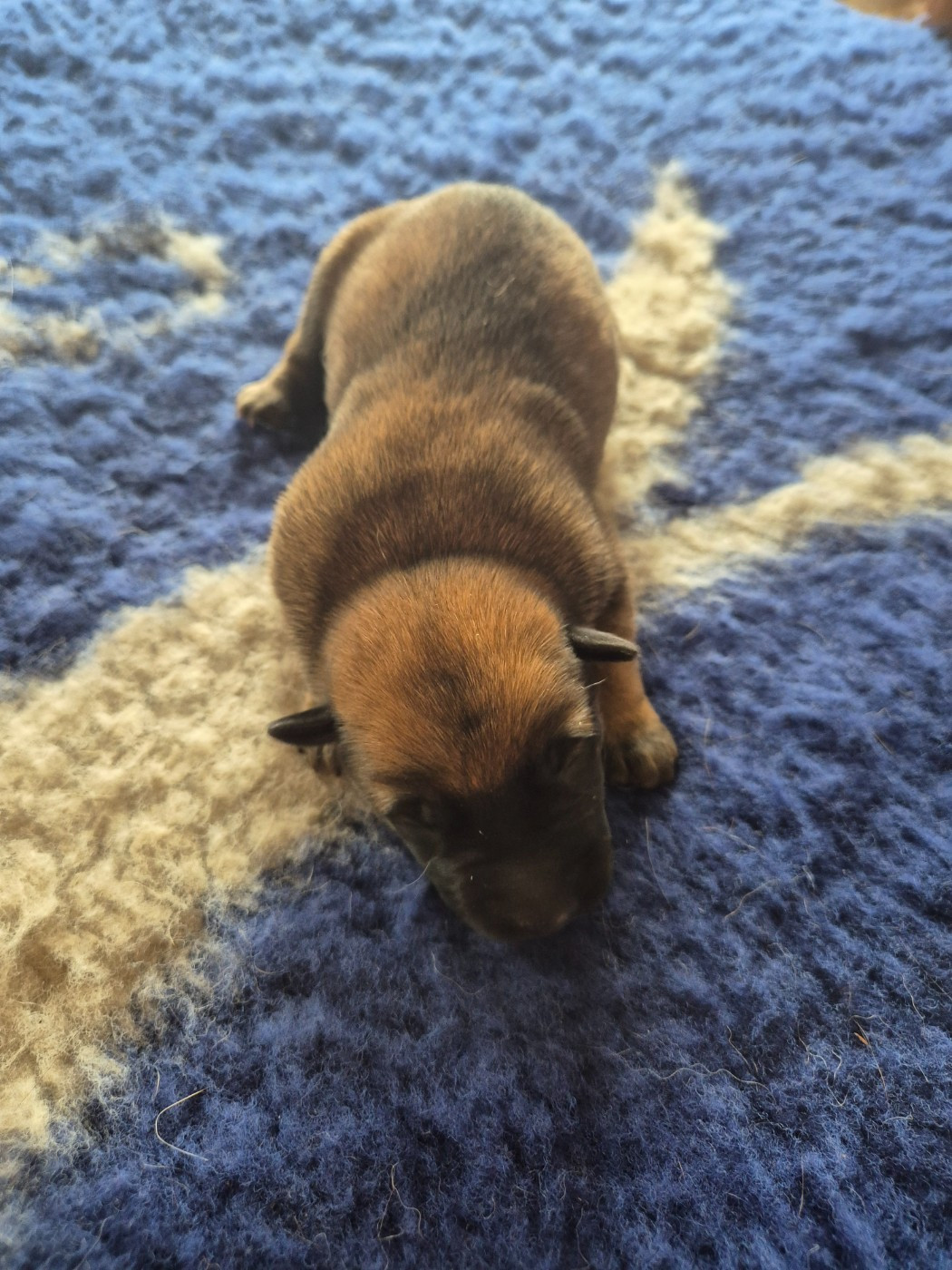 du domaine du Caméléon - Chiots disponibles - Berger Belge