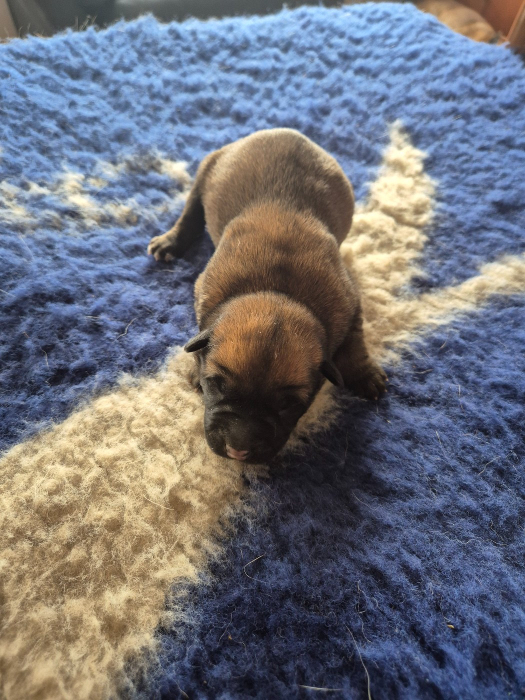 du domaine du Caméléon - Chiots disponibles - Berger Belge