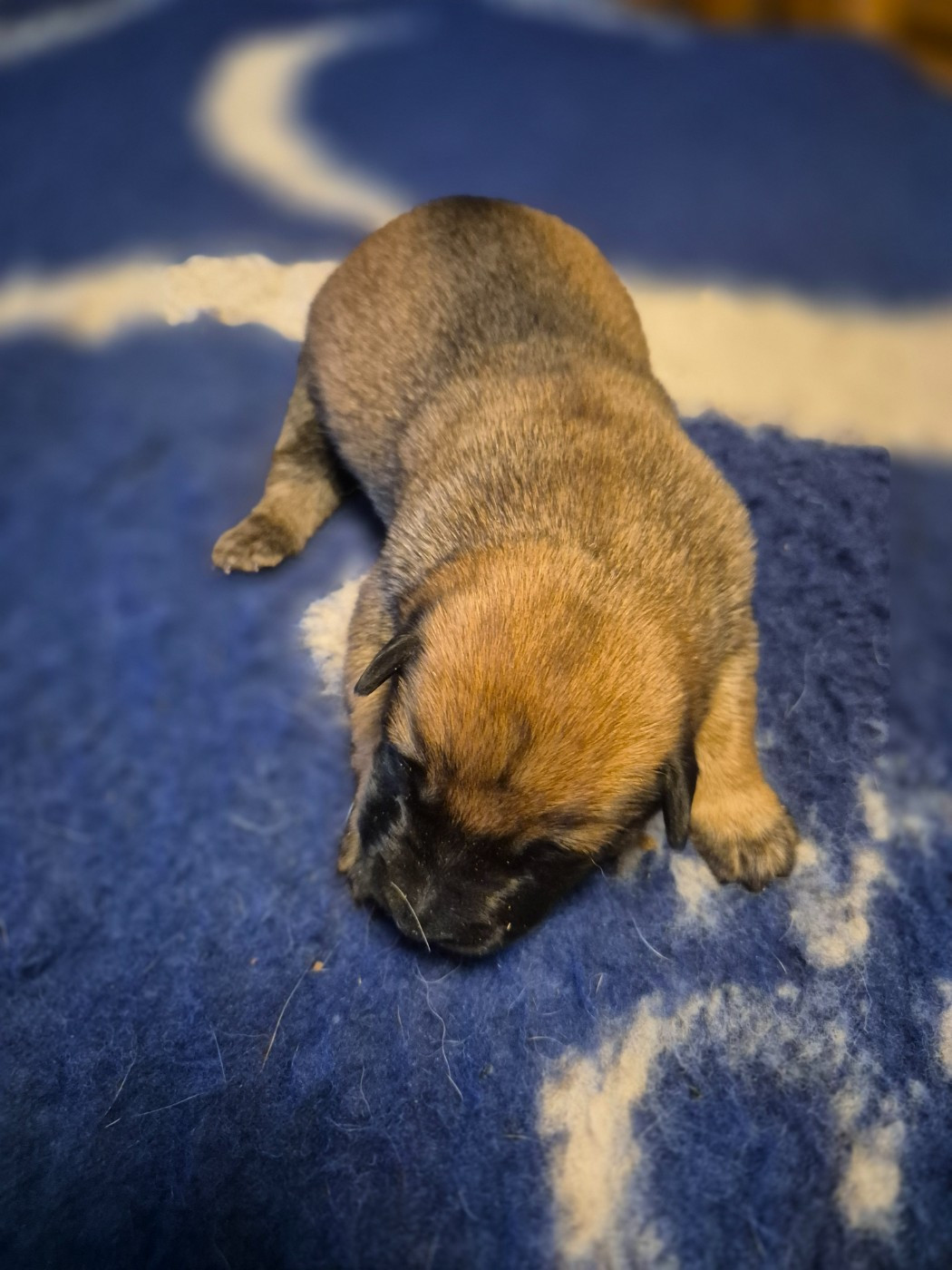 du domaine du Caméléon - Chiots disponibles - Berger Belge