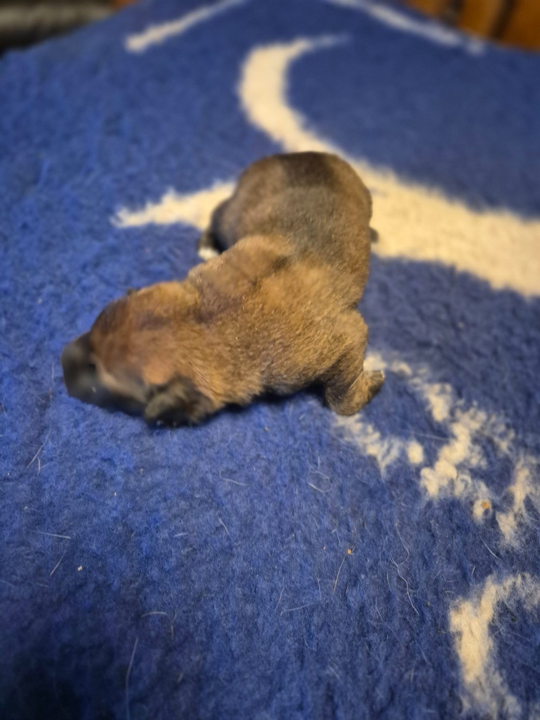 du domaine du Caméléon - Chiots disponibles - Berger Belge