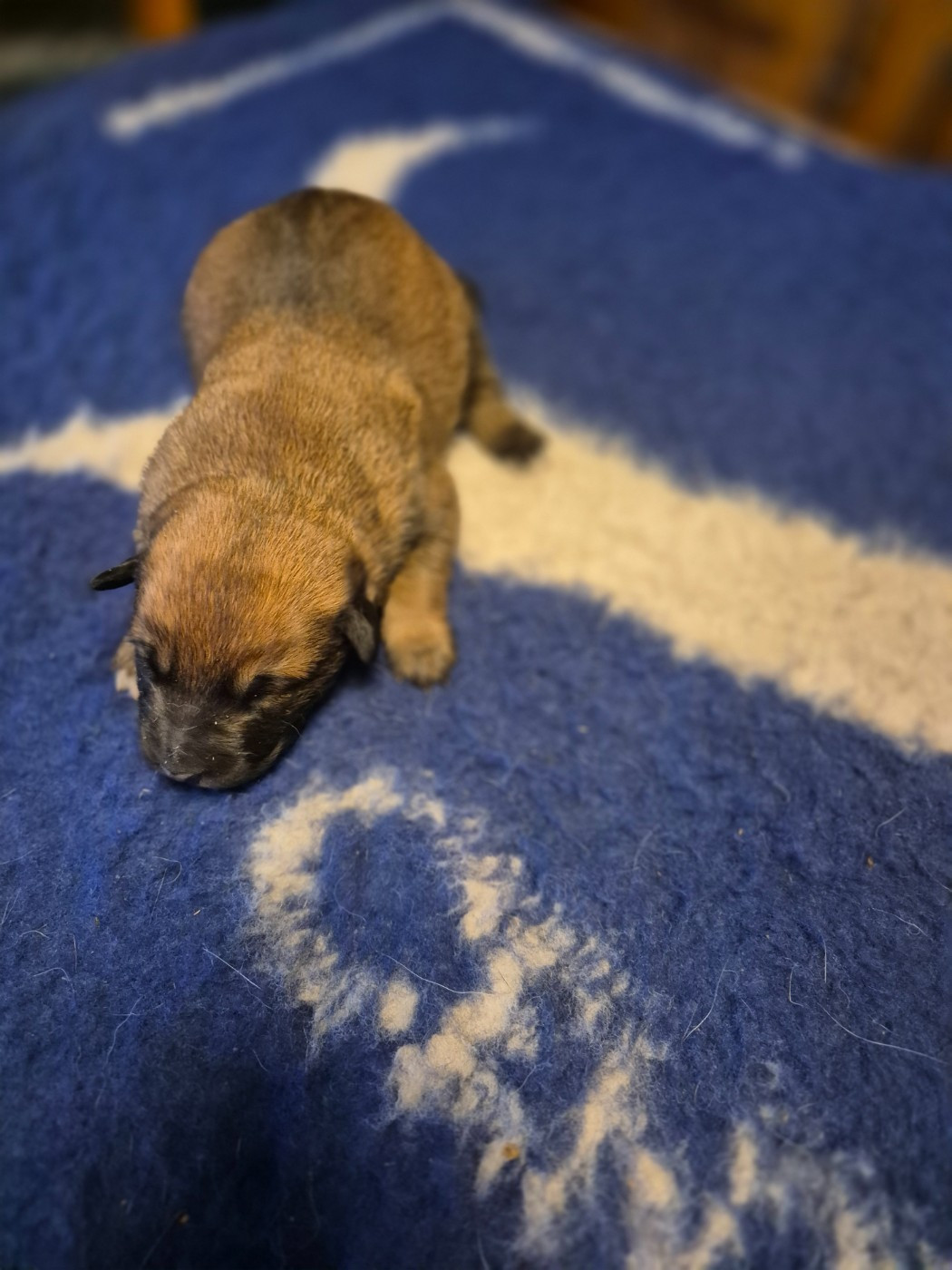 du domaine du Caméléon - Chiots disponibles - Berger Belge