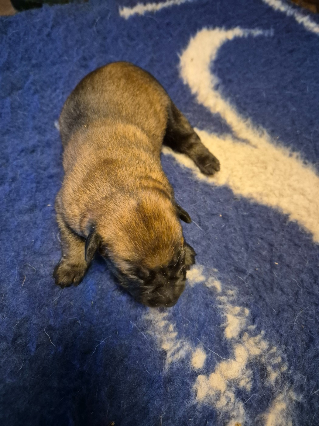 du domaine du Caméléon - Chiots disponibles - Berger Belge