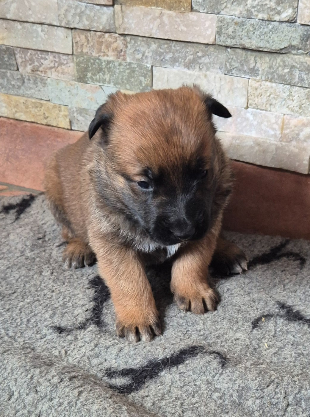 du domaine du Caméléon - Chiots disponibles - Berger Belge