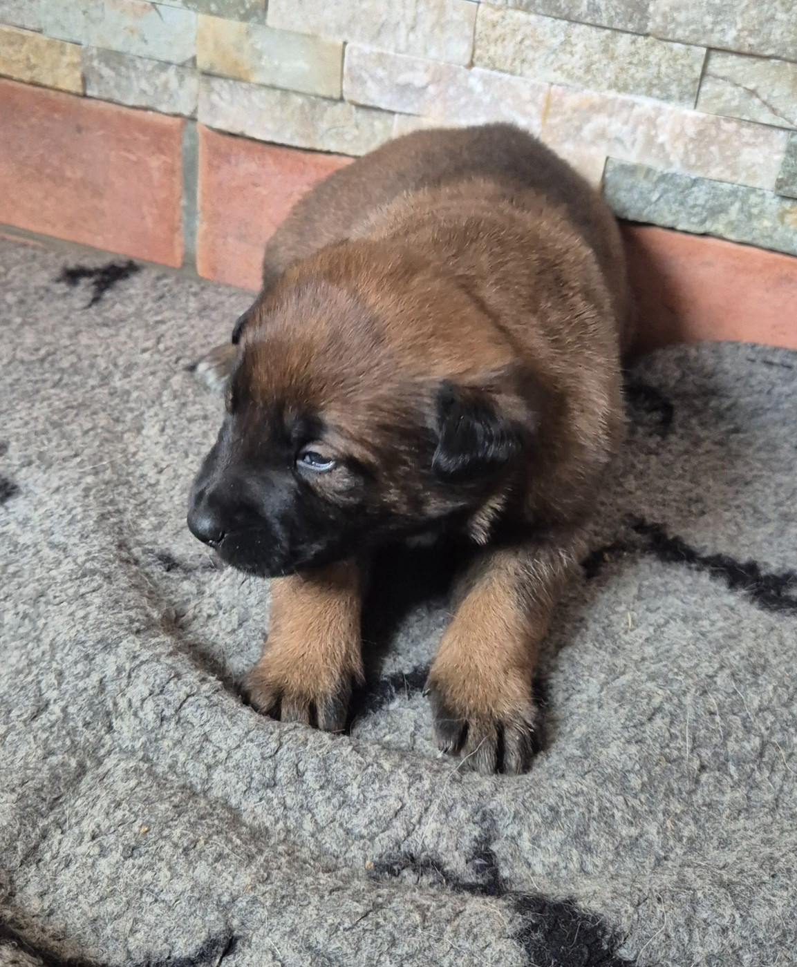 du domaine du Caméléon - Chiots disponibles - Berger Belge