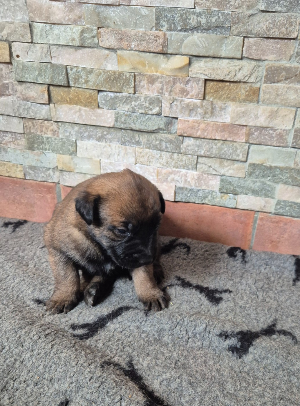 du domaine du Caméléon - Chiots disponibles - Berger Belge