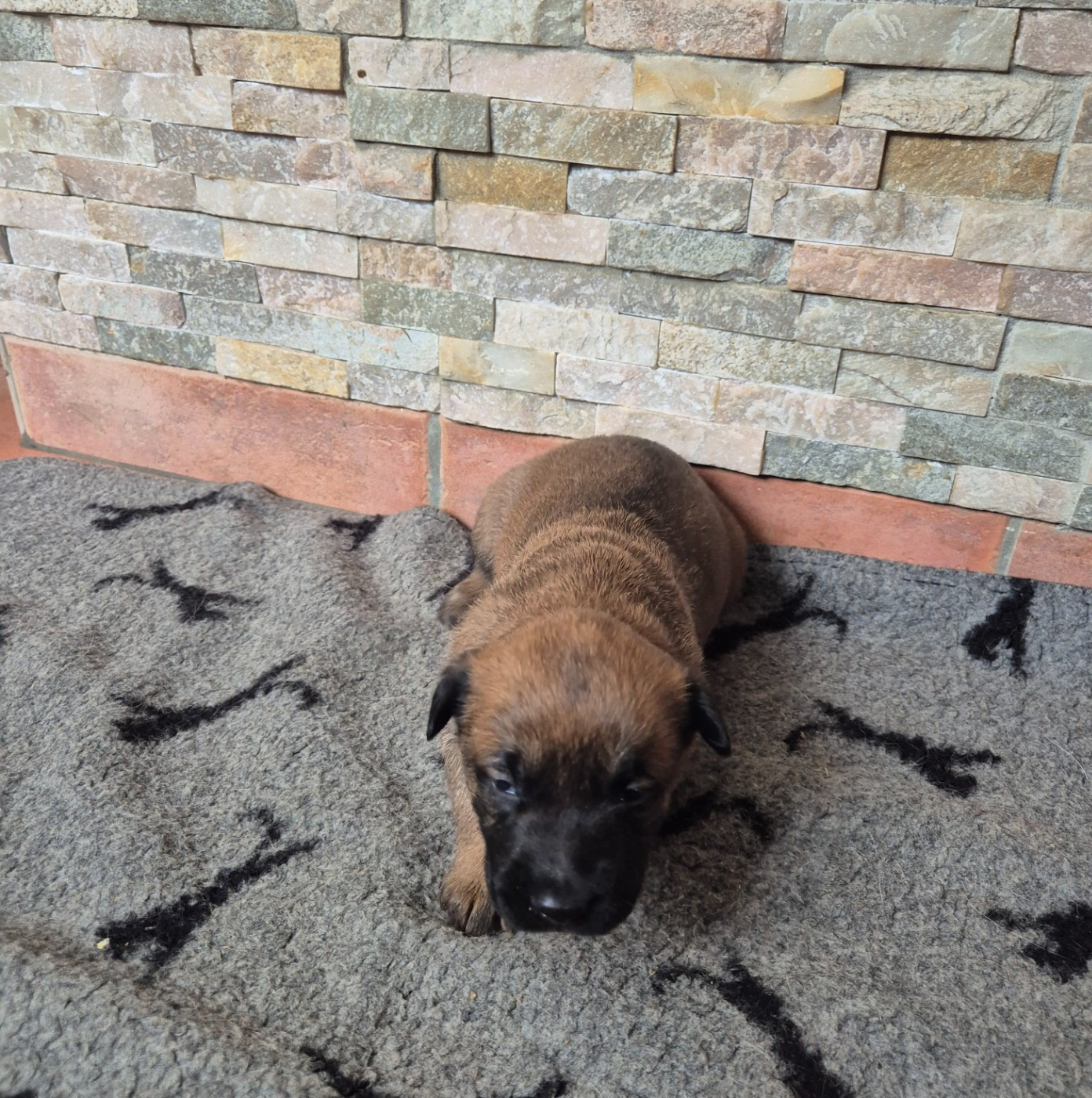 du domaine du Caméléon - Chiots disponibles - Berger Belge