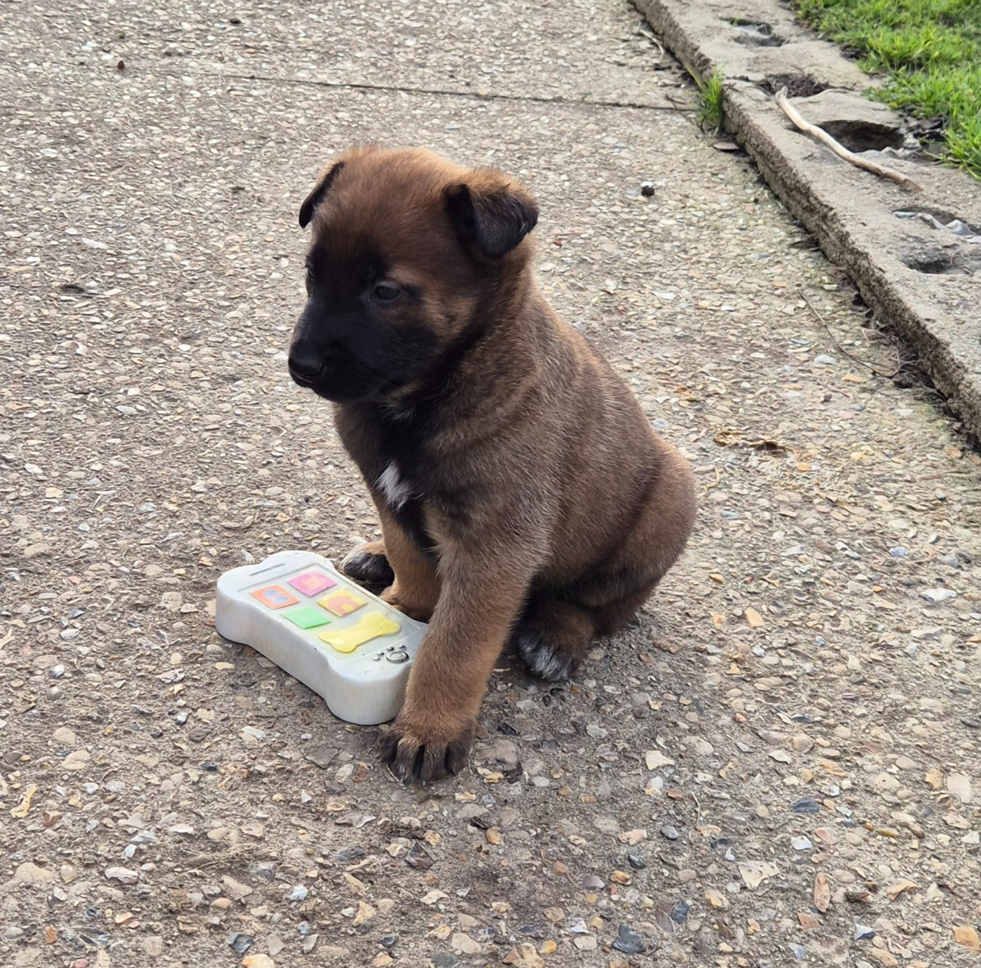 du domaine du Caméléon - Chiots disponibles - Berger Belge