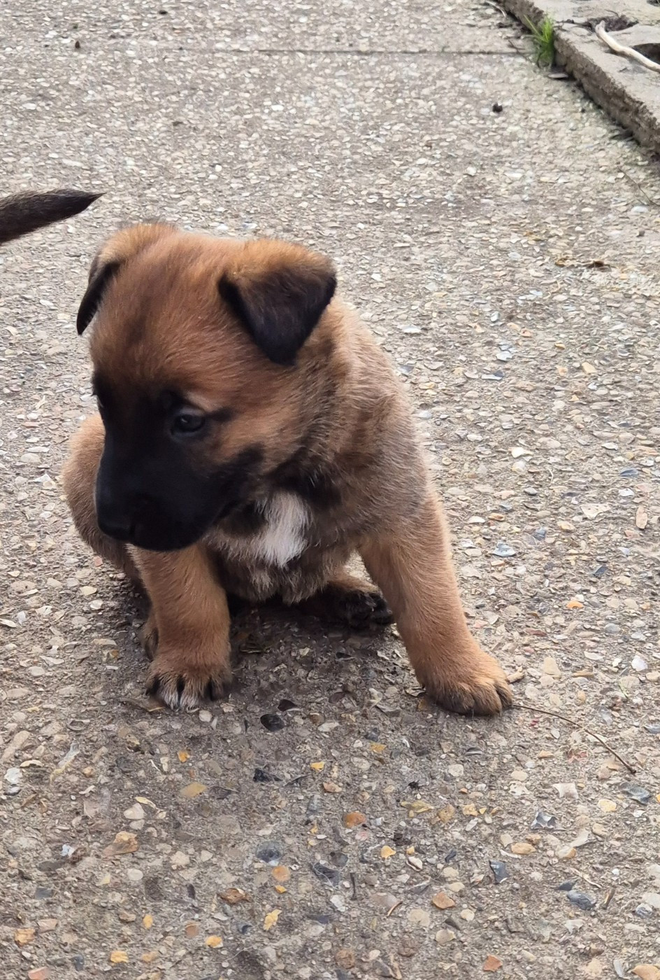 du domaine du Caméléon - Chiots disponibles - Berger Belge