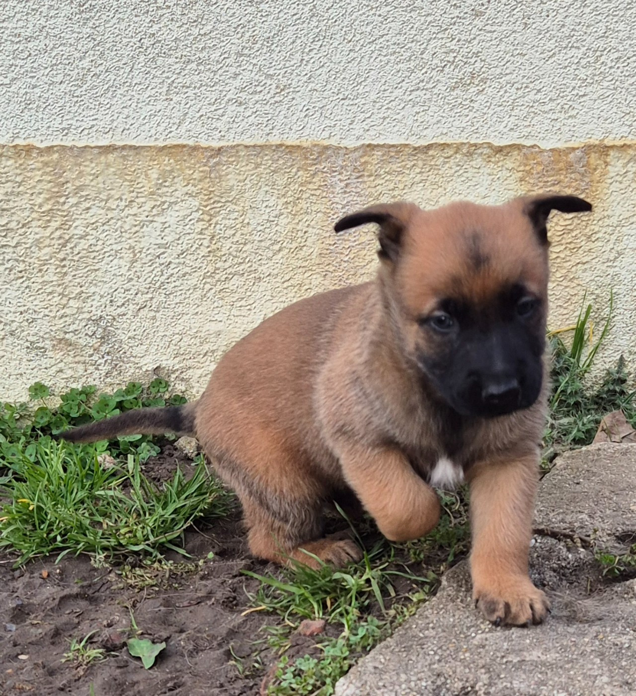 du domaine du Caméléon - Chiots disponibles - Berger Belge
