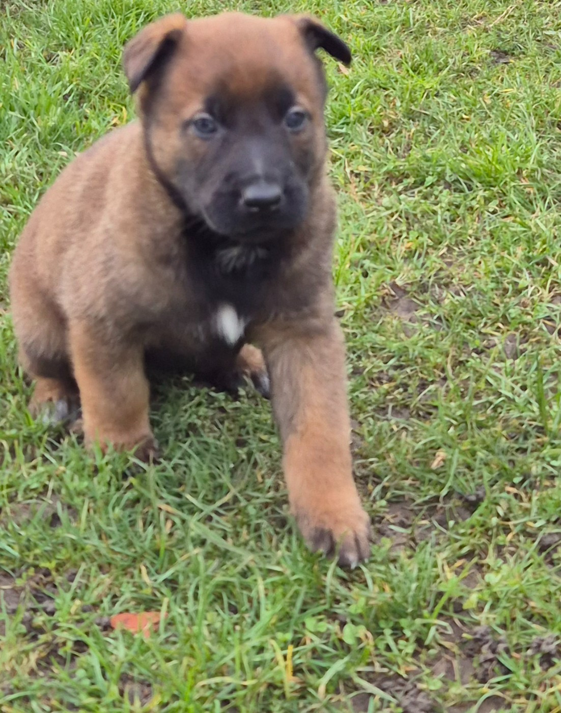 du domaine du Caméléon - Chiots disponibles - Berger Belge