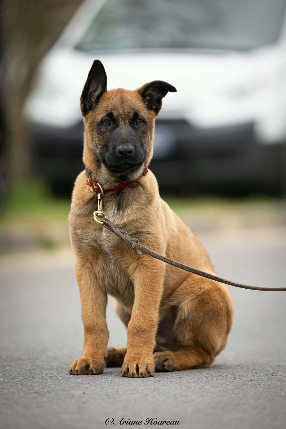 du domaine du Caméléon - Chiots disponibles - Berger Belge